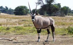 A gemsbok, a type of antelope