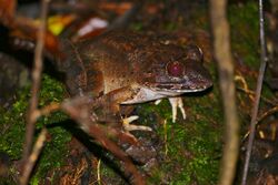 Giant River Frog (Limnonectes leporinus) (23497166500).jpg