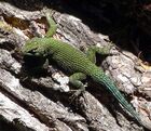 Green Spiny Lizard (Sceloporus malachiticus) - Flickr - gailhampshire.jpg