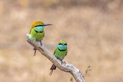 Green bee-eaters (Merops orientalis ceylonicus) hunt 1.jpg