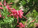 Grevillea 'Nancy Otzen'.jpg