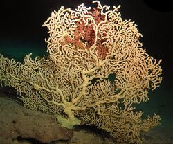 Hawaiian-gold-coral.jpg