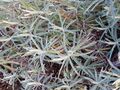 Helichrysum splendidum07.jpg
