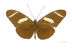 Heliconius wallacei flavescens MHNT ventre.jpg