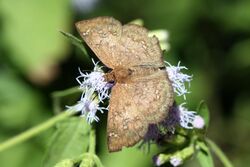 Hoary Skipper (Carrhenes canescens) (5151800017).jpg