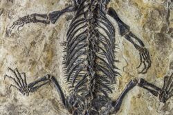 Ikechosaurus sp. abdomen NMNS.jpg
