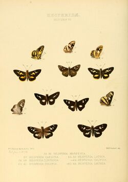 Illustrations of new species of exotic butterflies Hesperia VI.jpg