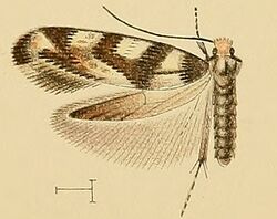 Infurcitinea toechophila.jpg