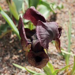 Iris iberica ssp. lycotis-IMG 2176.jpg