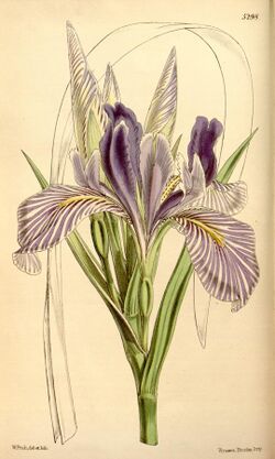 Iris longipetala.jpg