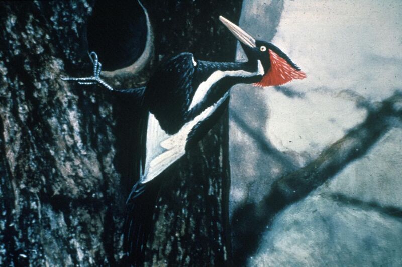 File:Ivory-billed Woodpecker by Jerry A. Payne.jpg