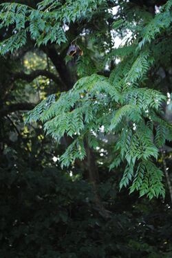 Jacaranda micrantha.jpg