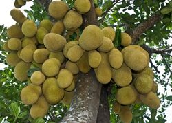 Jackfruit tree with fruits