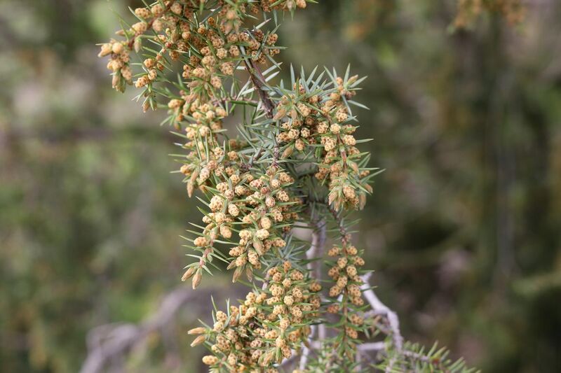 File:Juniperus communis pollen cones TK 2021-05-01 1.jpg