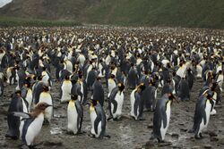 King Penguins at Salisbury Plain (5719368307).jpg