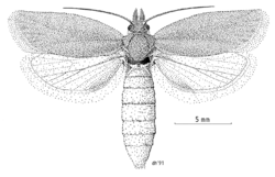 LEPI Tortricidae Ascerodes prochlora f.png