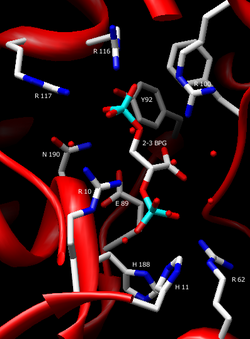 Labeled Active Site.png