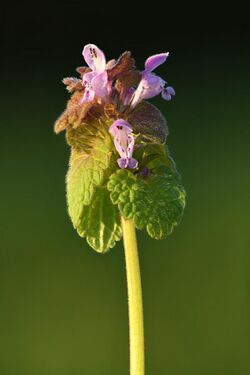 Lamium purpureum - Tutermaa.jpg