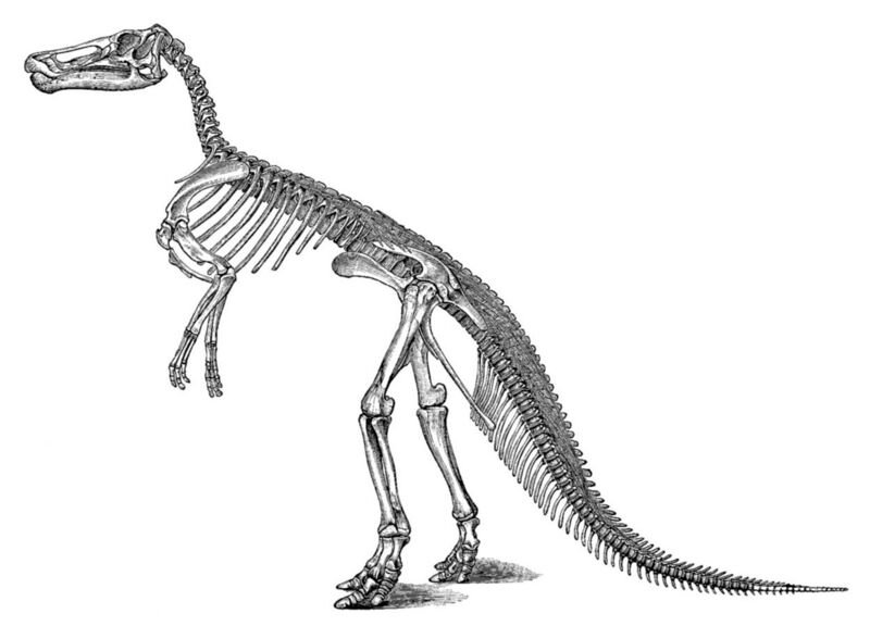 File:Large marsh claosaurus.jpg