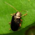Leaf Beetle - Flickr - treegrow (6).jpg