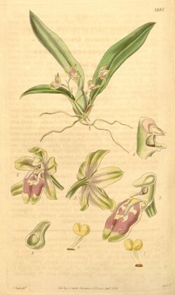 Leochilus oncidioides (as Oncidium macrantherum) - Curtis' 67 (N.S. 14) pl. 3845 (1841).jpg