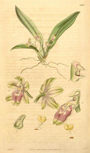 File:Leochilus oncidioides (as Oncidium macrantherum) - Curtis' 67 (N.S. 14) pl. 3845 (1841).jpg