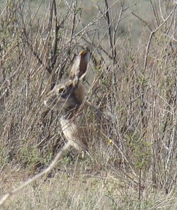 Lepus tolai; Baikonur 01.jpg