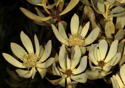 Leucadendron pubescens 5Dsr 0865.jpg