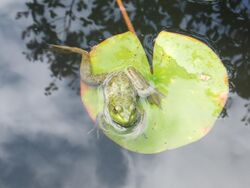 Lithobates catesbeianus, Isui-en.jpg