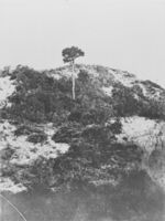 Lone Pine - Gallipoli.b.jpg