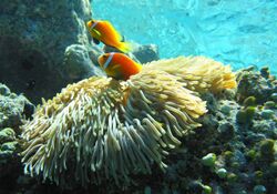 Maldive anemonefish.jpg