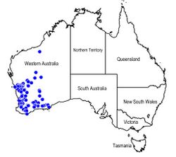 Map Lachnostachys verbascifolia.jpg