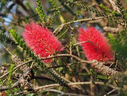 Melaleuca coccinea (fruits).JPG