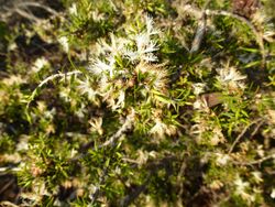 Melaleuca ulicoides (leaves, flowers).JPG