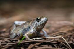 Microhyla berdmorei, Berdmore's chorus frog.jpg