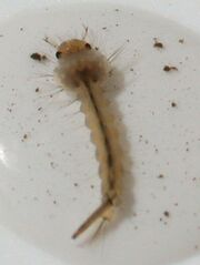 Mosquito larva.