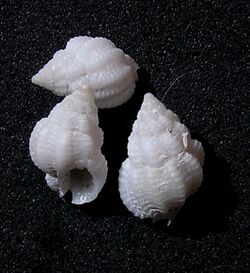 Nassarius antillarum 001.jpg