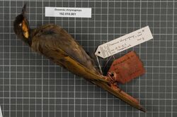 Naturalis Biodiversity Center - RMNH.AVES.134335 1 - Oreornis chrysogenys Van Oort, 1910 - Meliphagidae - bird skin specimen.jpeg