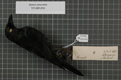 Naturalis Biodiversity Center - RMNH.AVES.143343 1 - Aplonis cantoroides (G.R. Gray, 1862) - Sturnidae - bird skin specimen.jpeg