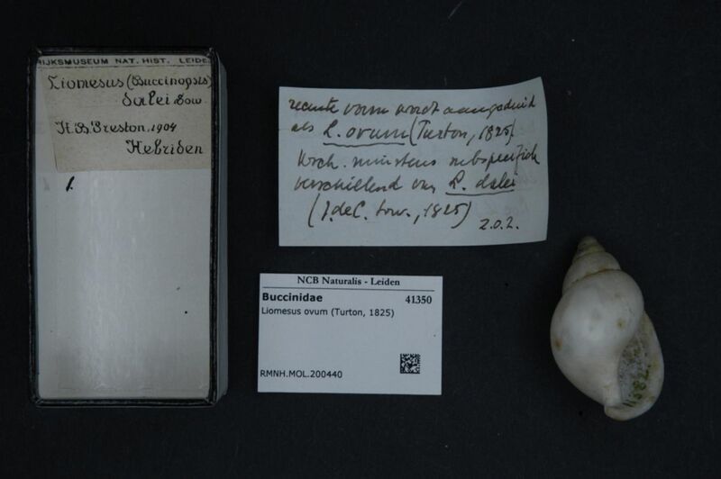 File:Naturalis Biodiversity Center - RMNH.MOL.200440 - Liomesus ovum (Turton, 1825) - Buccinidae - Mollusc shell.jpeg