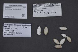Naturalis Biodiversity Center - ZMA.MOLL.359284 - Olivella esther (Duclos, 1835) - Olivellidae - Mollusc shell.jpeg