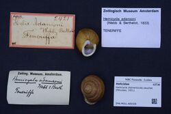 Naturalis Biodiversity Center - ZMA.MOLL.400329 - Hemicycla (Adiverticula) pouchet (Férussac, 1821) - Helicidae - Mollusc shell.jpeg