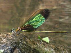 Neurobasis chinensis - Hong Kong.jpg