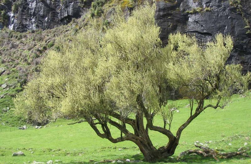 File:Olearia hectorii, mature tree.jpg