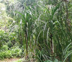 Pandanus balfourii - Seychelles Botanical Gardens 1.jpg