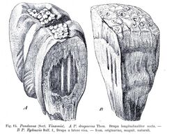 Pandanus drupaceus - eydouxia - 1900.jpg