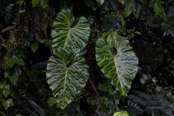 Philodendron verrucosum-1 - Flickr - Ragnhild & Neil Crawford.jpg