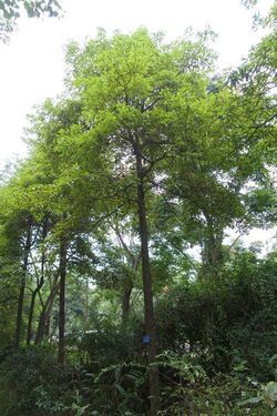 Phoebe zhennan - Chengdu Botanical Garden - Chengdu, China - DSC03647.JPG