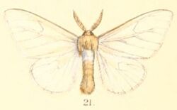 Pl.2-21-Euzora costalis (Moore, 1879) (Caragola).JPG
