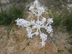 Plume smokebush (Conospermum incurvum) in Lesueur National Park, September 2021 01.jpg